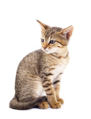 Beyaz bir arka planda küçük kahverengi yavru kedi.