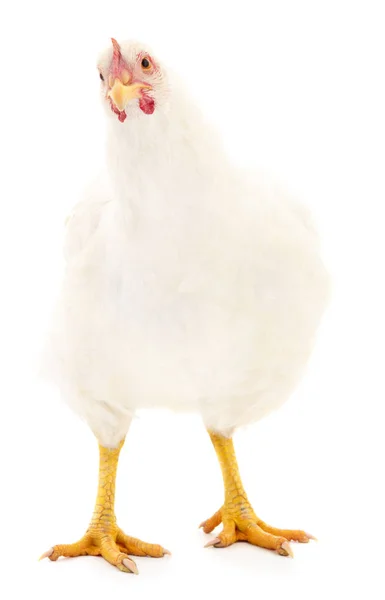 Beyaz Arka Planda Izole Genç Beyaz Tavuk — Stok fotoğraf