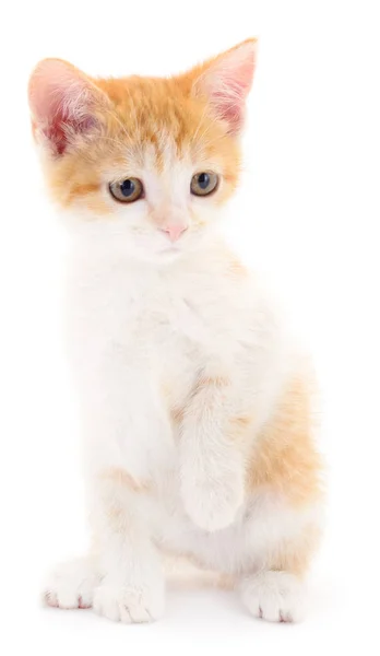 Piccolo Gattino Rosso Sfondo Bianco — Foto Stock