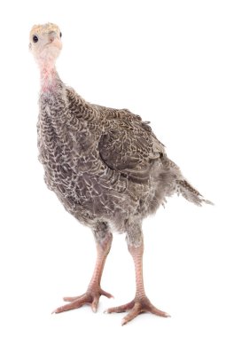 Beyaz arka planda izole edilmiş genç hindi kuşu..