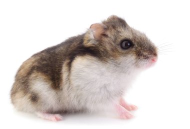 Beyaz arka planda küçük yerli hamster..