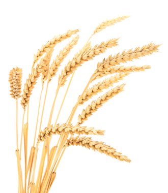 Olgun buğday başakları beyaz arkaplanda izole edilmiş.