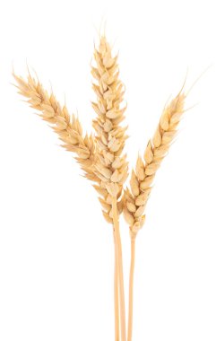Olgun buğday başakları beyaz arkaplanda izole edilmiş.