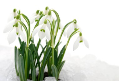 Bahar çiçekleri (kar damlaları), beyaz arkaplanda izole edilmiş.