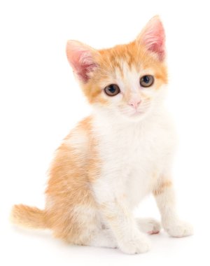 Beyaz arka planda küçük kırmızı kedi yavrusu