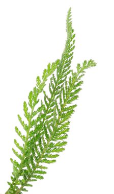  Beyaz arka plan üzerinde izole Civanperçemi (Achillea millefolium). 