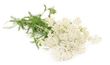  Beyaz arka plan üzerinde izole Civanperçemi (Achillea millefolium). 