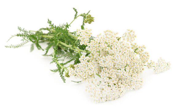  Yarrow (Achillea millefolium) isolated on white background. 
