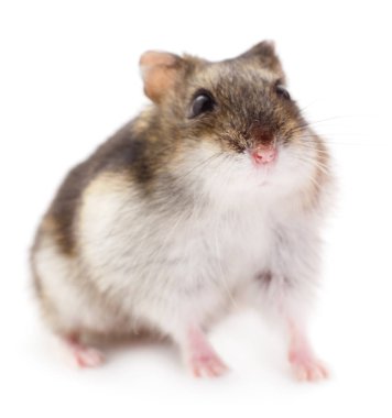 Beyaz arka planda küçük yerli hamster..