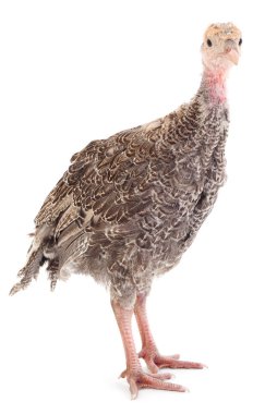 Beyaz arka planda izole edilmiş genç hindi kuşu..