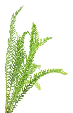  Beyaz arka plan üzerinde izole Civanperçemi (Achillea millefolium). 