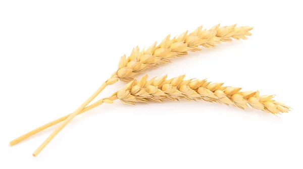 Два Спелых Колосьев Пшеницы Изолированы Белом Фоне — стоковое фото