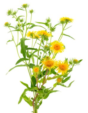 Beyaz izole sarı kır çiçekleri buketi.