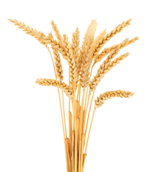 Olgun buğday başakları beyaz arkaplanda izole edilmiş.