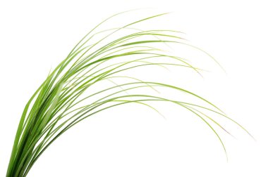 Beyaz arka planda izole edilmiş taze yeşil çimen.