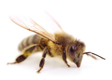 Beyaz arka plan üzerinde izole bir arı kadar yakın çekim.