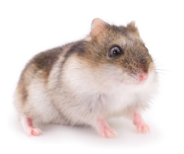 Beyaz arka planda küçük yerli hamster..