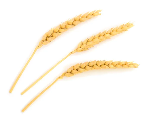 Ripe Ears Wheat Isolated White Background — Stock Photo, Image