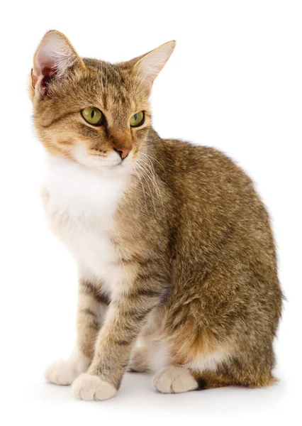 Pequeño Gatito Marrón Sobre Fondo Blanco — Foto de Stock