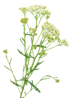  Beyaz arka plan üzerinde izole Civanperçemi (Achillea millefolium). 