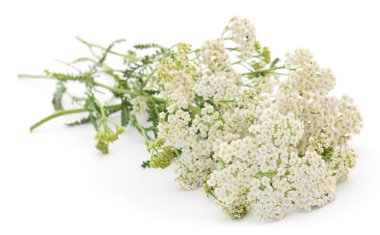  Beyaz arka plan üzerinde izole Civanperçemi (Achillea millefolium). 