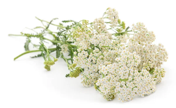 Yarrow Achillea Millefolium Isolado Sobre Fundo Branco — Fotografia de Stock