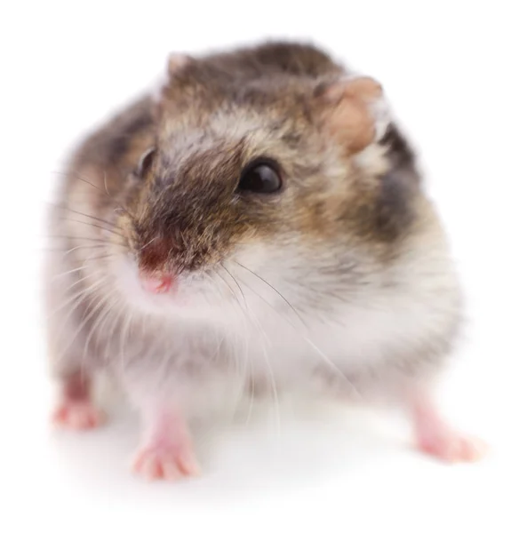 Liten Tamhamster Isolerad Vit Bakgrund — Stockfoto