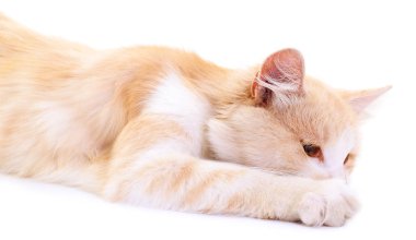 Beyaz bir arka plan üzerinde güzel kırmızı ev kedisi.