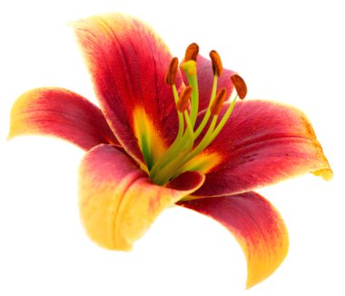 Beyaz arka planda izole edilmiş bir kırmızı zambak..