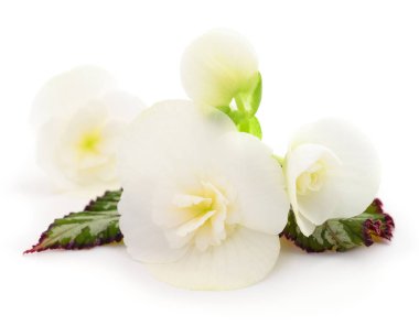 Begonya beyaz çiçekler, beyaz arka plan üzerinde izole.