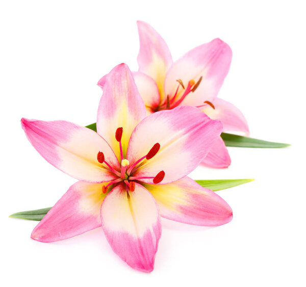 Two pink  lily isolated on white background.