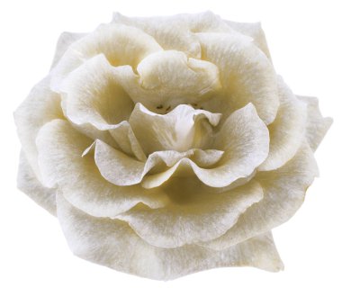 Soyut gümüş beyaz bir arka plan üzerinde yükseldi.