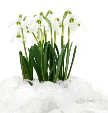 Bahar çiçekleri (kar damlaları), beyaz arkaplanda izole edilmiş.