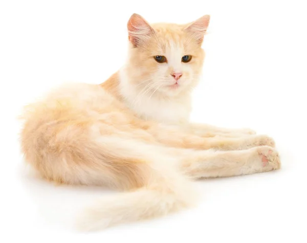 Beautiful Red House Cat White Background — Stock Photo, Image