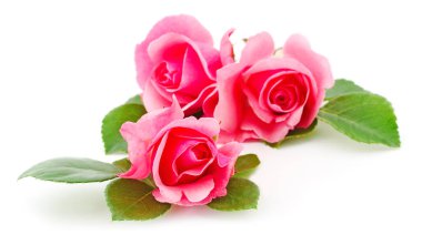 Dal üzerinde pembe güller ve beyaz arkaplanda izole edilmiş yaprak.