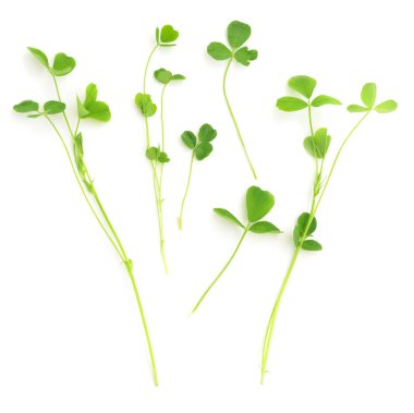 Yonca yaprağı beyaz arka plan üzerinde izole bir kök üzerinde.