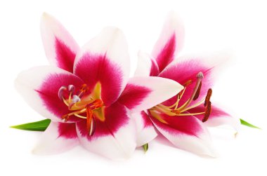 Beyaz arka plan üzerinde izole iki pembe lily.