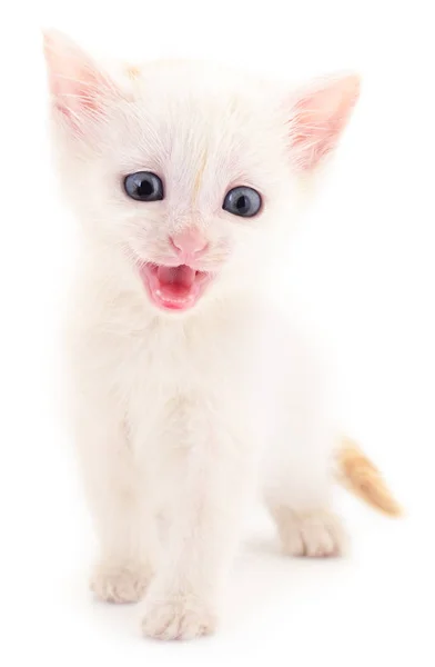 Small White Kitten Isolated White Background — Stock Photo, Image