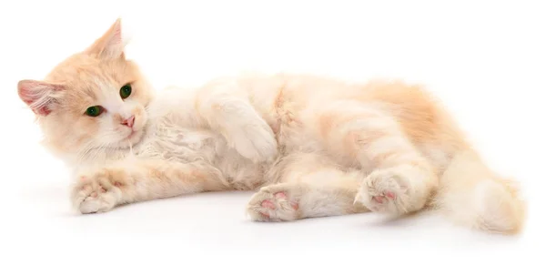 Красная Домашняя Кошка Белом Фоне — стоковое фото