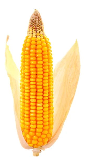 孤立在白色背景上的熟玉米 — 图库照片