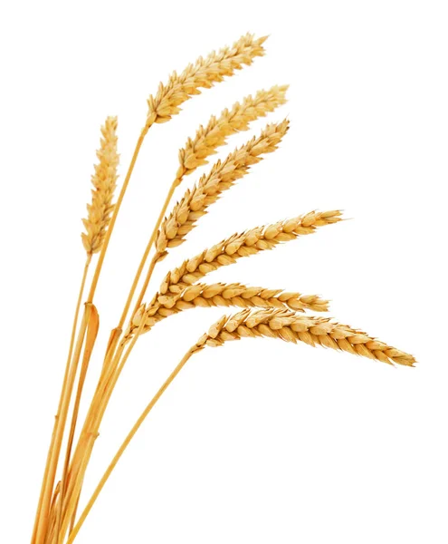 Ripe Ears Wheat Isolated White Background — Stock Photo, Image