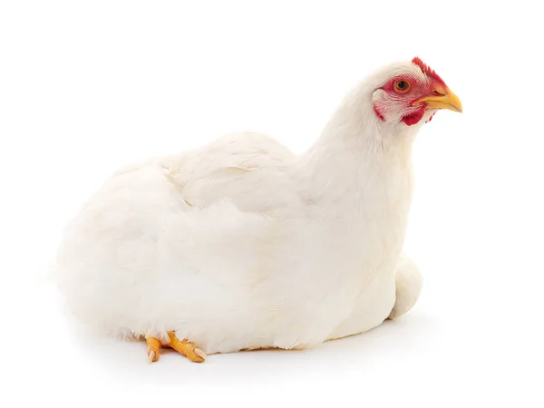 Giovane Gallina Bianca Isolata Sfondo Bianco — Foto Stock