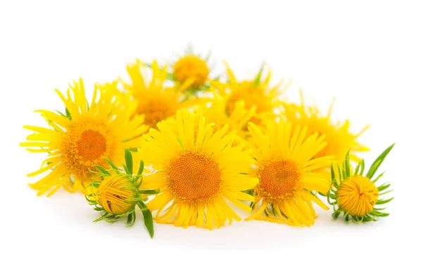 Strauß Gelber Wildblumen Auf Weißem Grund — Stockfoto