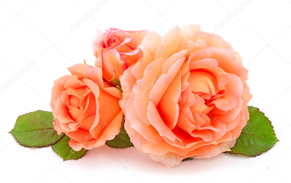 Orange roses flowers on branch and leaf isolated on white background.