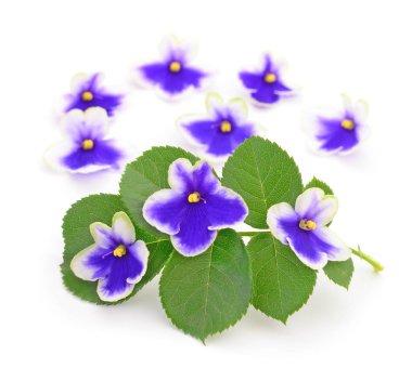 Saintpaulia (Afrika menekşeleri) beyaz arkaplanda izole.