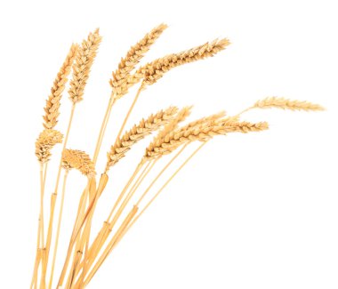 Olgun buğday başakları beyaz arkaplanda izole edilmiş.