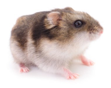 Beyaz arka planda küçük yerli hamster..