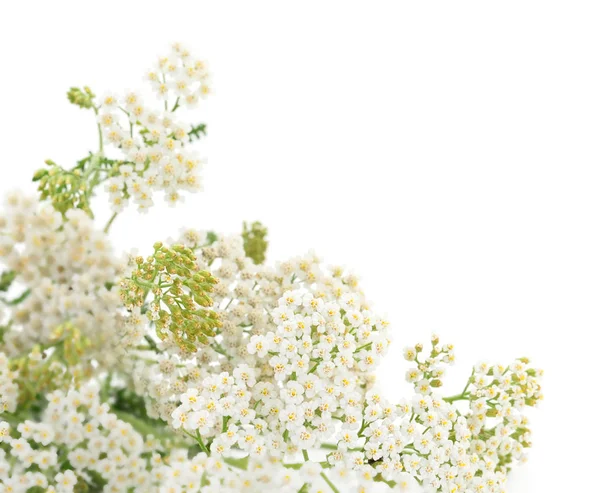 Cickafark Achillea Millefolium Elszigetelt Fehér Background — Stock Fotó