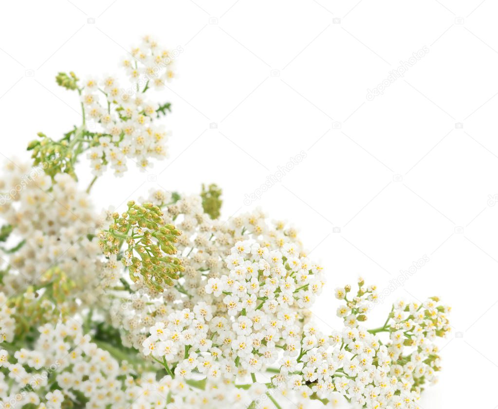  Yarrow (Achillea millefolium) isolated on white background. 