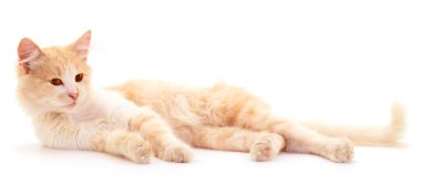 Beyaz bir arka plan üzerinde güzel kırmızı ev kedisi.